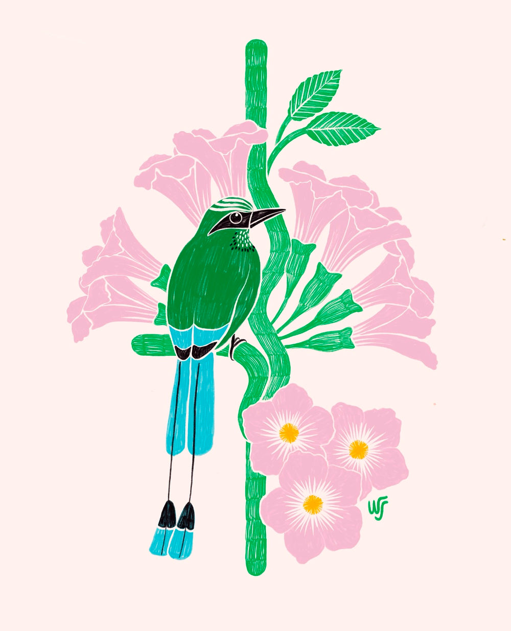 Torogoz en Maquilishuat